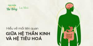 Hiểu về mối liên quan giữa hệ thần kinh và hệ tiêu hoá thông qua hội chứng ruột kích thích