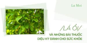 Lá ổi và những bài thuốc diệu kỳ dành cho sức khỏe