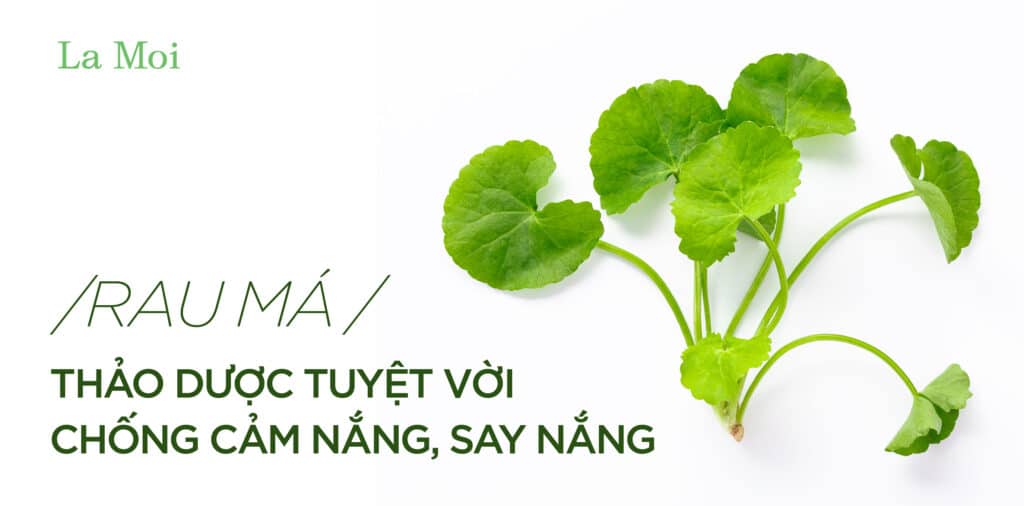 Rau má - Thảo dược tuyệt vời chống cảm nắng, say nắng