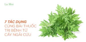 Cây ngải cứu - Thảo dược “trời ban” chữa được bách bệnh