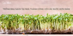 Trồng rau sạch tại nhà thành công với các bước đơn giản